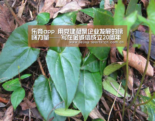 乐竞首页